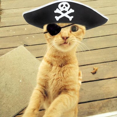 Переезд сайта на hookah-cat.com